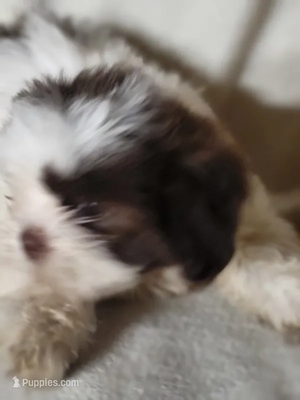 Sissy  – Shih Tzu puppy for sale in Buena Vista, GA