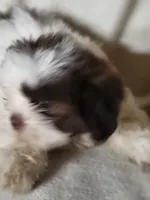 Sissy , a female Shih Tzu for sale in Buena Vista, GA – 1 of 3