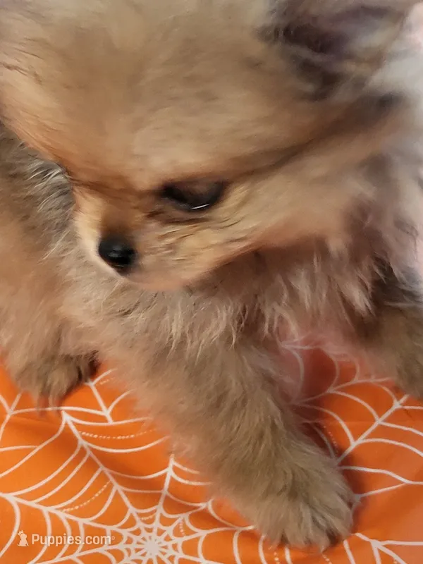 Tiny tim – Pomeranian puppy for sale in Buena Vista, GA