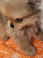 Tiny tim, a male Pomeranian for sale in Buena Vista, GA – 1 of 2