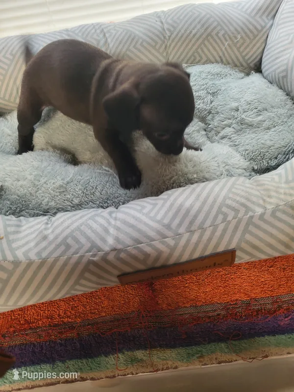 Jade  – Chiweenie puppy for sale in Buena Vista, GA