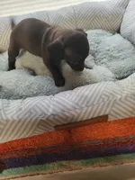 Jade , a female Chiweenie for sale in Buena Vista, GA – 1 of 4