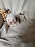 Toby, a male Shih Tzu for sale in Buena Vista, GA – 2 of 3