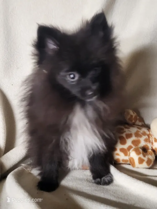 Jet – Pomeranian puppy for sale in Buena Vista, GA