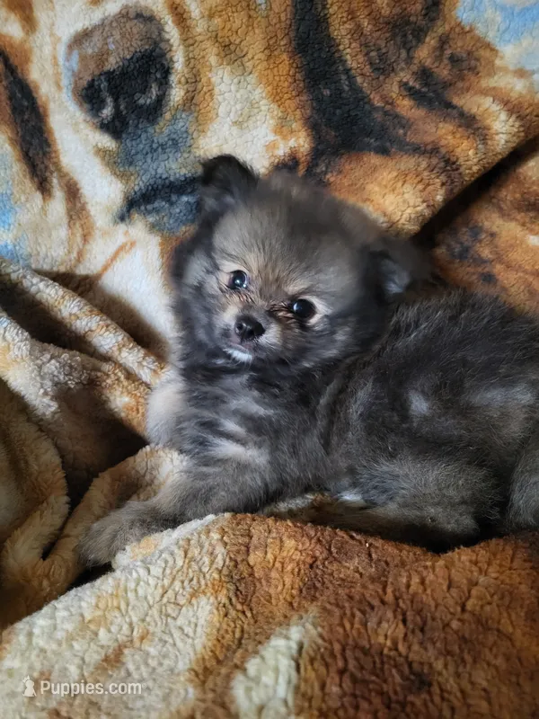 Red  – Pomeranian puppy for sale in Buena Vista, GA