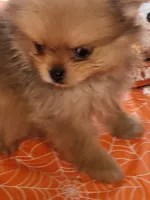 Tiny tim, a male Pomeranian for sale in Buena Vista, GA – 2 of 2
