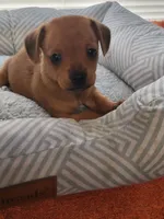 Ruby , a female Chiweenie for sale in Buena Vista, GA – 2 of 3