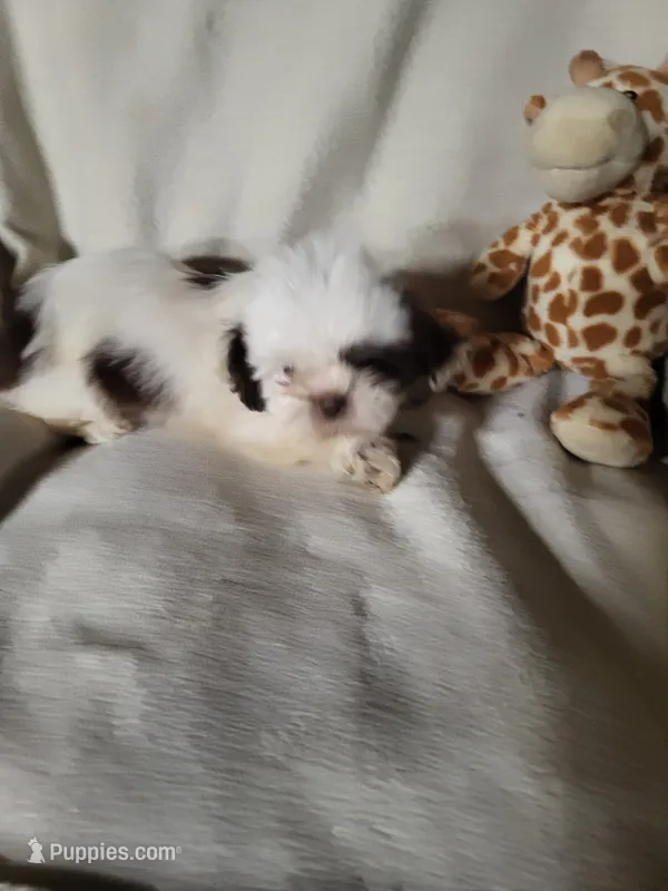 Cookie  – Shih Tzu puppy for sale in Buena Vista, GA