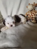 Cookie , a female Shih Tzu for sale in Buena Vista, GA – 2 of 3