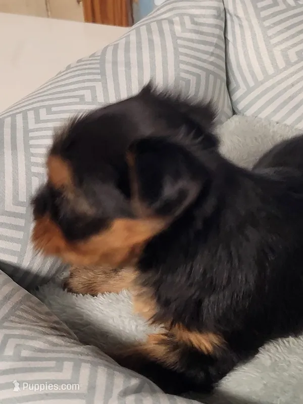 Fredy – Yorkshire Terrier puppy for sale in Buena Vista, GA