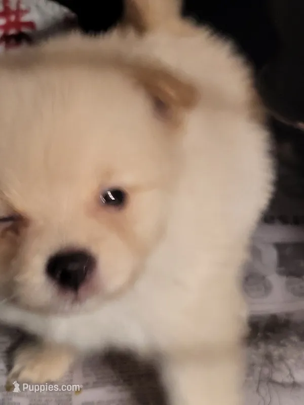 Honey  – Pomeranian puppy for sale in Buena Vista, GA