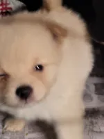 Honey , a female Pomeranian for sale in Buena Vista, GA – 1 of 3