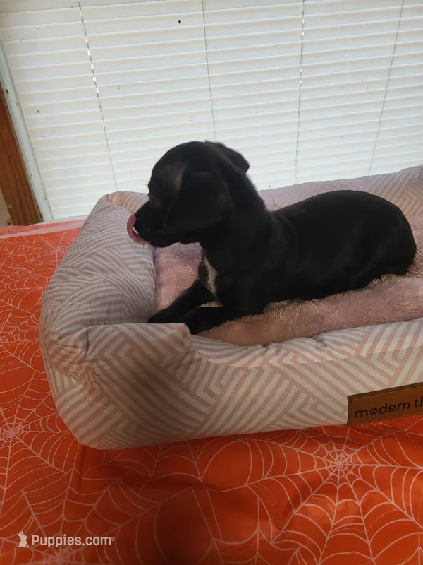 Shelby  – Chiweenie puppy for sale in Buena Vista, GA