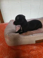 Shelby , a female Chiweenie for sale in Buena Vista, GA – 1 of 4