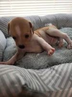 Princess , a female Chiweenie for sale in Buena Vista, GA – 2 of 3