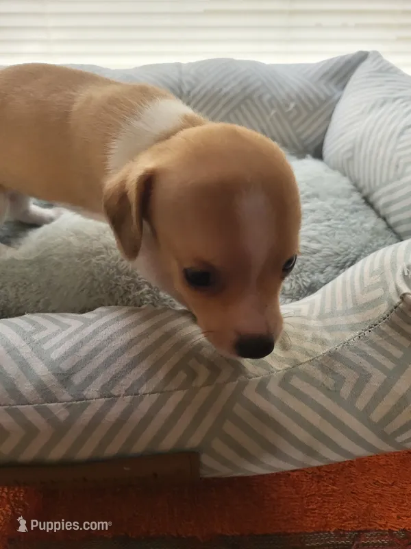 Princess  – Chiweenie puppy for sale in Buena Vista, GA