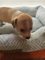 Princess , a female Chiweenie for sale in Buena Vista, GA – 1 of 3