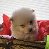 Peaches , a female Pomeranian for sale in Buena Vista, GA – Photo 4 of 4