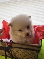 Peaches , a female Pomeranian for sale in Buena Vista, GA – Photo 2 of 2