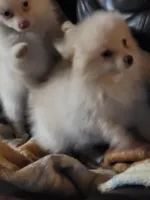 Peaches , a female Pomeranian for sale in Buena Vista, GA – Photo 2 of 4