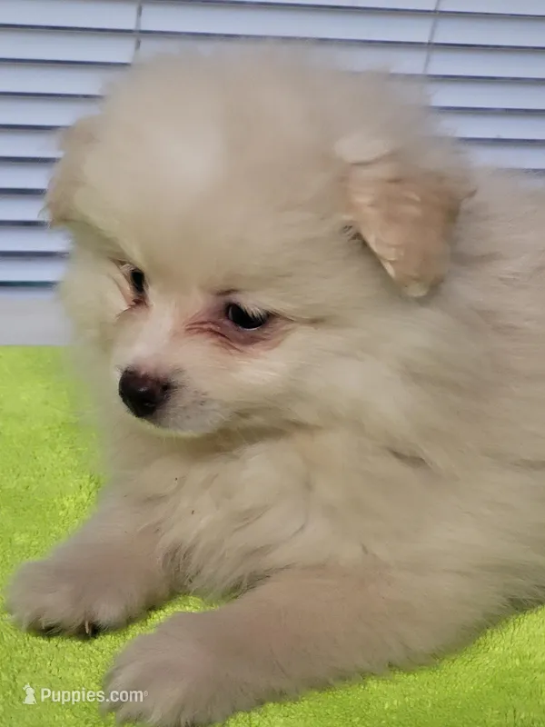 Peaches  – Pomeranian puppy for sale in Buena Vista, GA