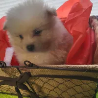 Peaches , a female Pomeranian for sale in Buena Vista, GA – Photo 3 of 4