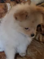 Honey , a female Pomeranian for sale in Buena Vista, GA – 3 of 6