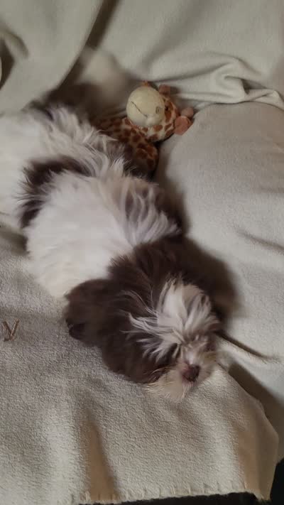 Skiddles, a male Shih Tzu for sale in Buena Vista, GA – 2 of 5