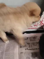 Honey , a female Pomeranian for sale in Buena Vista, GA – 2 of 3