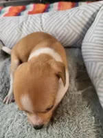 Princess , a female Chiweenie for sale in Buena Vista, GA – 3 of 3