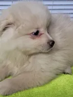 Casper, a male Pomeranian for sale in Buena Vista, GA – Photo 1 of 3