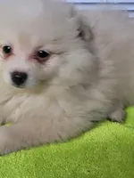 Casper, a male Pomeranian for sale in Buena Vista, GA – Photo 2 of 3