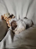 Toby, a male Shih Tzu for sale in Buena Vista, GA – 3 of 3
