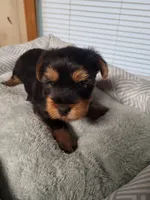 biscuit , a male Yorkshire Terrier for sale in Buena Vista, GA – 3 of 3