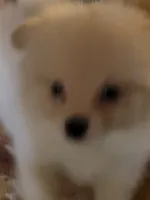 Honey , a female Pomeranian for sale in Buena Vista, GA – 2 of 6