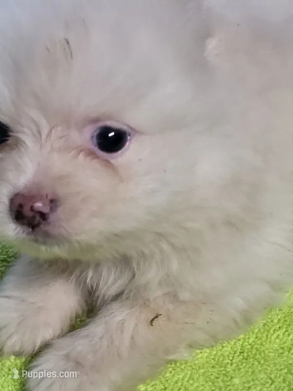 sport – Pomeranian puppy for sale in Buena Vista, GA