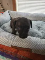 Jade , a female Chiweenie for sale in Buena Vista, GA – 4 of 4
