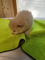 sport, a male Pomeranian for sale in Buena Vista, GA – 4 of 7