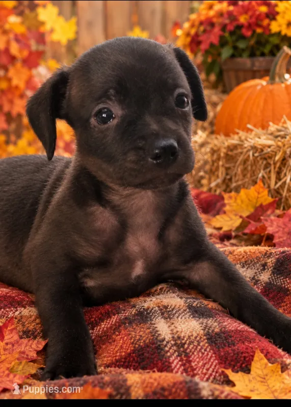 Jade  – Chiweenie puppy for sale in Buena Vista, GA