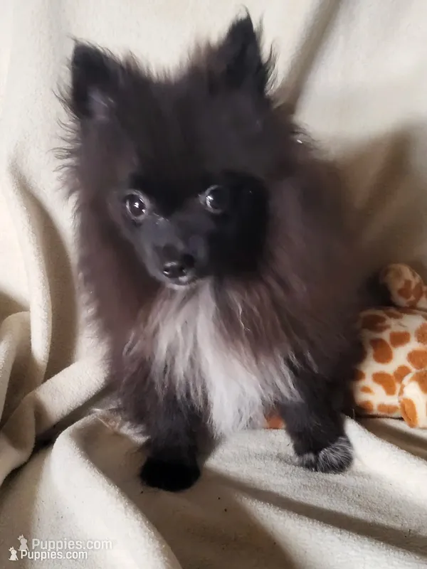 Jet – Pomeranian puppy for sale in Buena Vista, GA