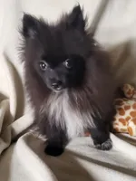 Jet, a male Pomeranian for sale in Buena Vista, GA – 2 of 3