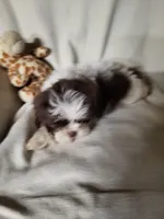 Skiddles, a female Shih Tzu for sale in Buena Vista, GA – 2 of 4