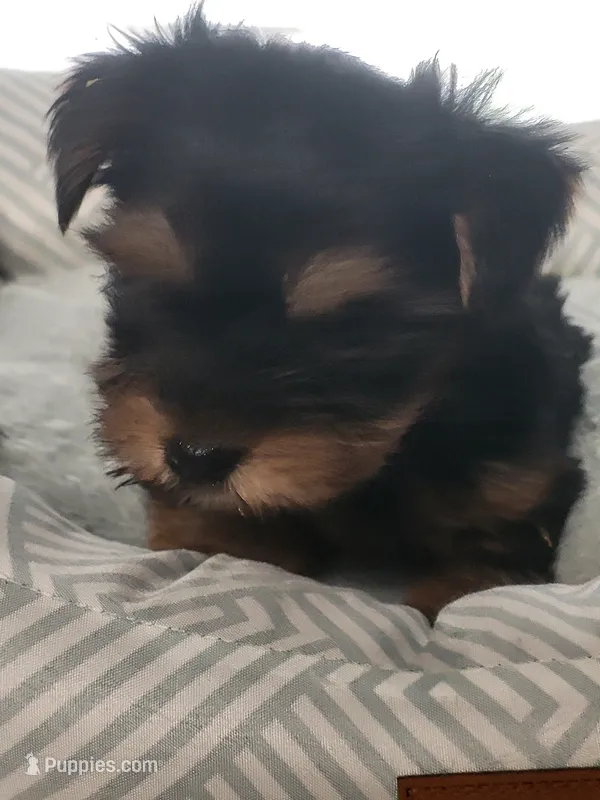 doll – Yorkshire Terrier puppy for sale in Buena Vista, GA
