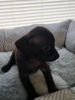 Jade , a female Chiweenie for sale in Buena Vista, GA – 2 of 4