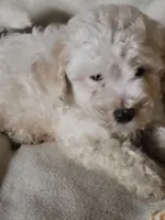 Billy Bob , a male Bichon Frise and Poodle - Miniature  for sale in Buena Vista, GA – 2 of 2