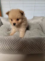 Honey , a female Pomeranian for sale in Buena Vista, GA – 3 of 3