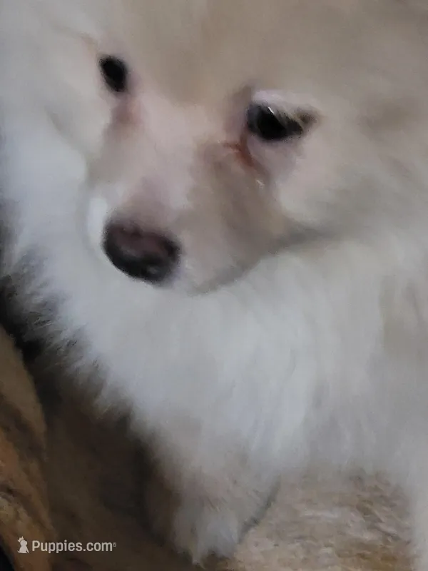 Dusty  – Pomeranian puppy for sale in Buena Vista, GA