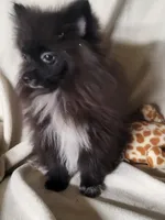 Jet, a male Pomeranian for sale in Buena Vista, GA – 3 of 3