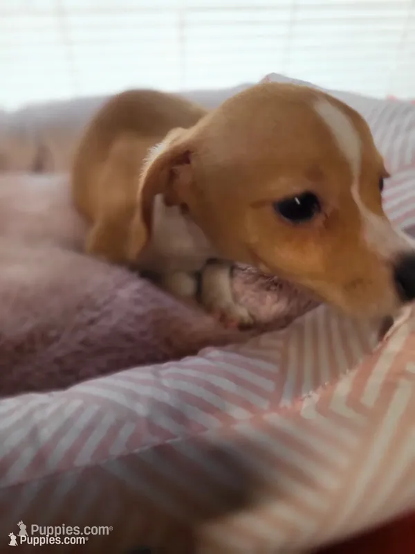 Princess  – Chiweenie puppy for sale in Buena Vista, GA