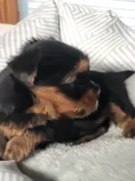 Fredy, a male Yorkshire Terrier for sale in Buena Vista, GA – 2 of 2